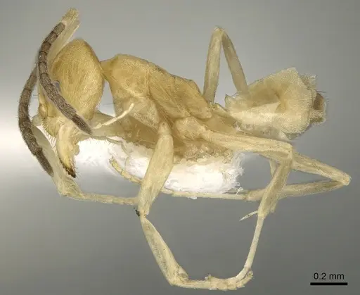 Tapinoma demissum specimen