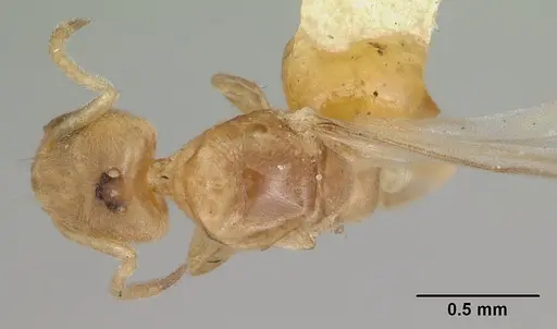 Tapinoma emeryi specimen