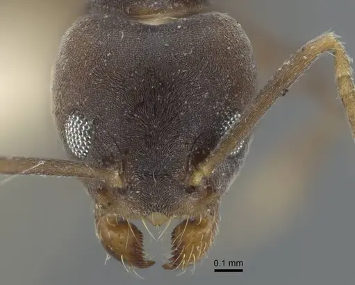 Tapinoma epinotale specimen