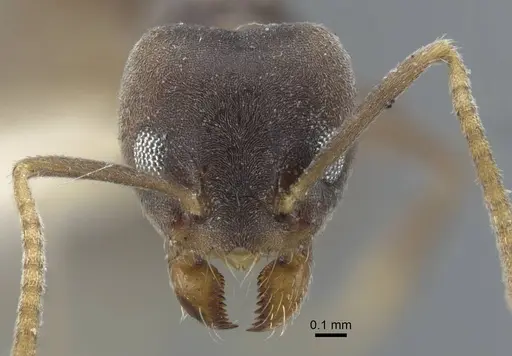 Tapinoma epinotale specimen