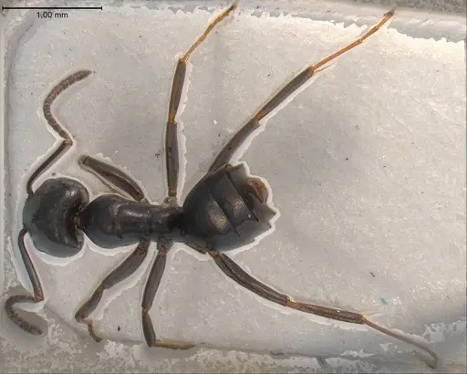 Tapinoma erraticum specimen