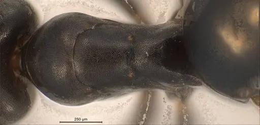 Tapinoma erraticum specimen