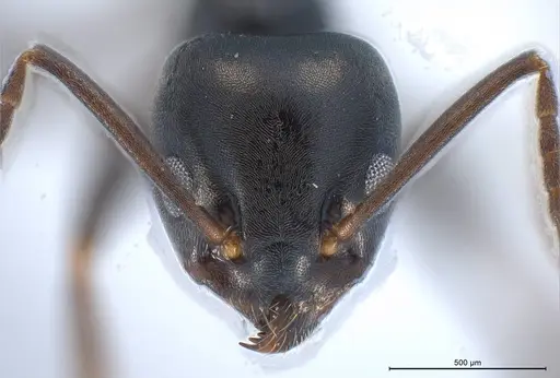 Tapinoma erraticum - ANTWEB1008468