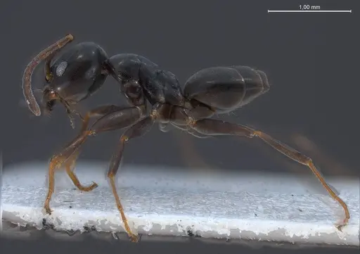 Tapinoma erraticum - ANTWEB1008468