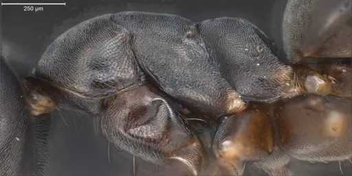 Tapinoma erraticum - ANTWEB1008468