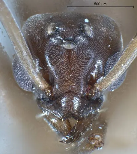 Tapinoma erraticum - ANTWEB1008478