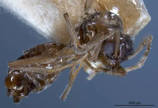 Tapinoma erraticum - ANTWEB1008478