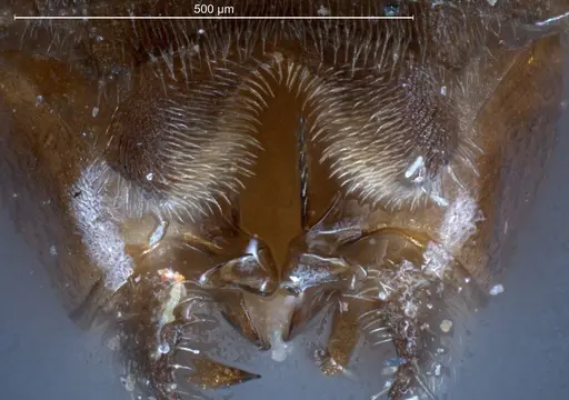 Tapinoma erraticum - ANTWEB1008478