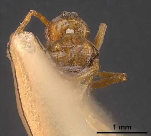 Tapinoma erraticum - ANTWEB1038038