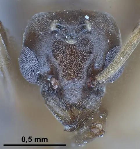 Tapinoma erraticum - ANTWEB1038038