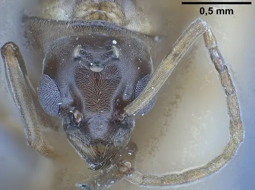 Tapinoma erraticum - ANTWEB1038038