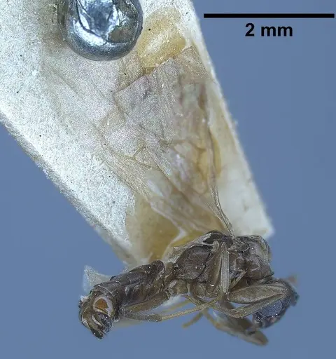 Tapinoma erraticum - ANTWEB1038038