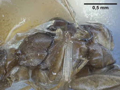 Tapinoma erraticum - ANTWEB1038038