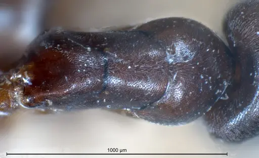 Tapinoma erraticum - ANTWEB1041292