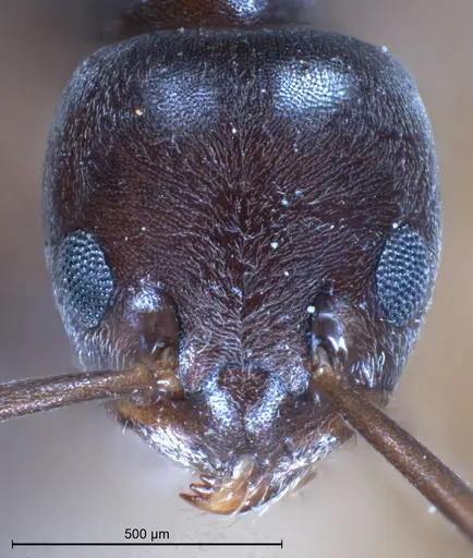 Tapinoma erraticum - ANTWEB1041292