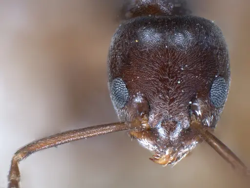 Tapinoma erraticum - ANTWEB1041292