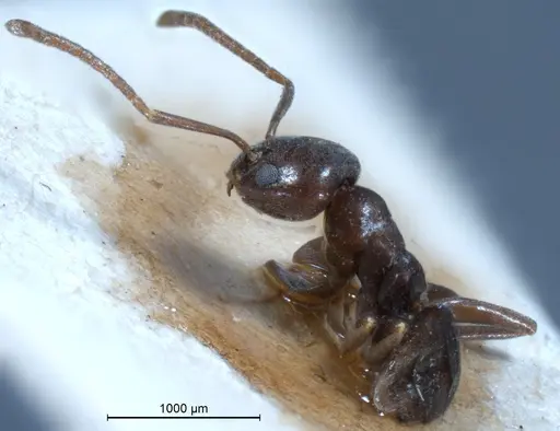 Tapinoma erraticum - ANTWEB1041292