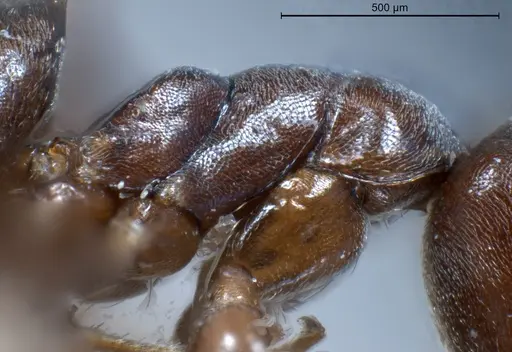 Tapinoma erraticum - ANTWEB1041292