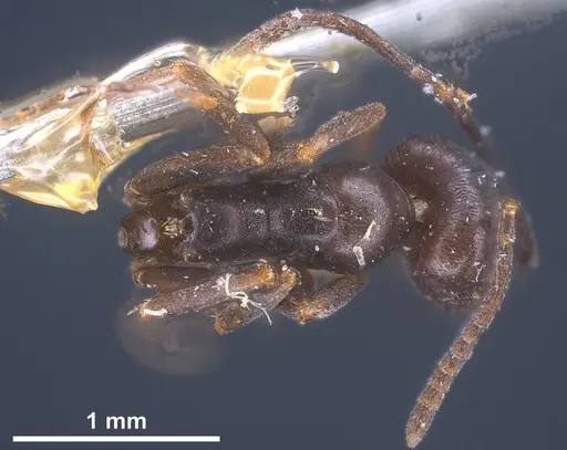 Tapinoma erraticum - ANTWEB1041461