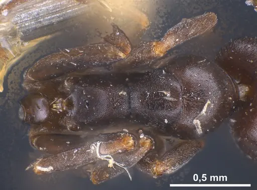 Tapinoma erraticum - ANTWEB1041461