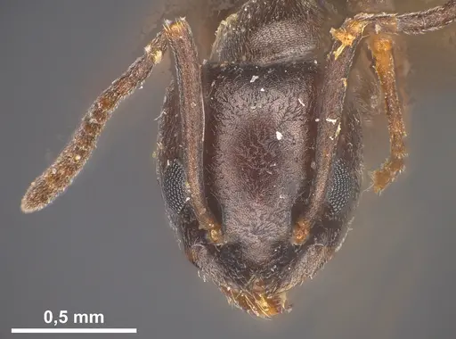 Tapinoma erraticum - ANTWEB1041461