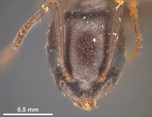 Tapinoma erraticum - ANTWEB1041461