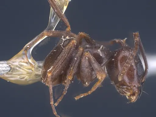 Tapinoma erraticum - ANTWEB1041461