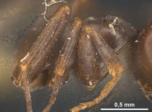 Tapinoma erraticum - ANTWEB1041461