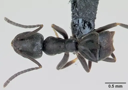 Tapinoma erraticum - CASENT0173152