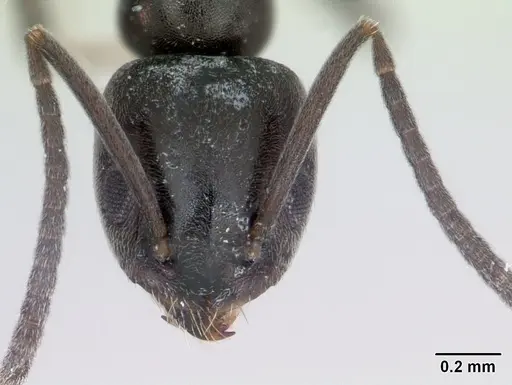 Tapinoma erraticum - CASENT0173152