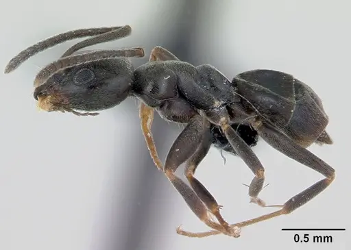 Tapinoma erraticum - CASENT0173152