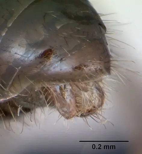 Tapinoma erraticum - CASENT0173152