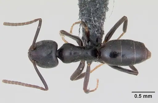 Tapinoma erraticum - CASENT0173199