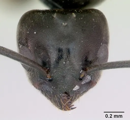 Tapinoma erraticum - CASENT0173200