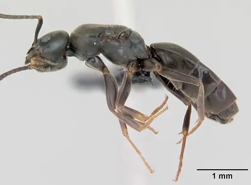 Tapinoma erraticum - CASENT0173200