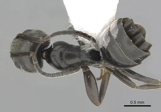 Tapinoma erraticum - CASENT0249419