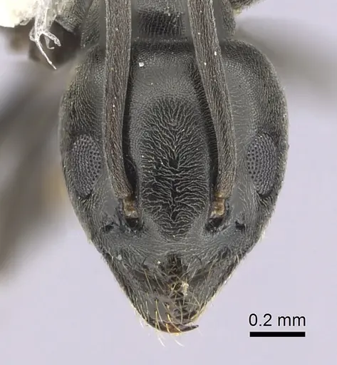 Tapinoma erraticum - CASENT0249419