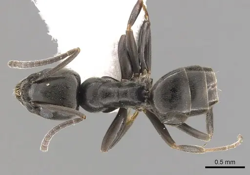 Tapinoma erraticum - CASENT0249425