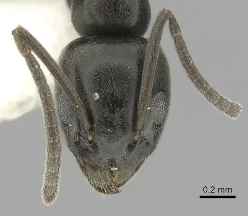 Tapinoma erraticum - CASENT0249425