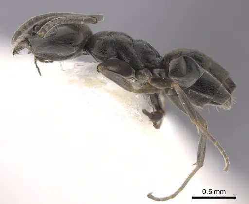 Tapinoma erraticum - CASENT0249425