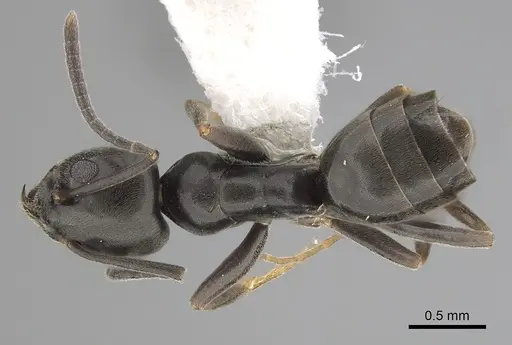 Tapinoma erraticum - CASENT0249760