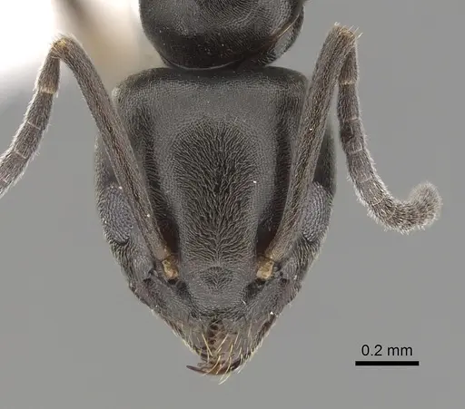 Tapinoma erraticum - CASENT0249760