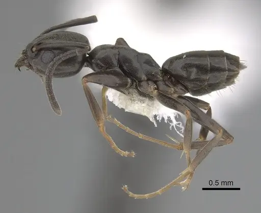 Tapinoma erraticum - CASENT0249760