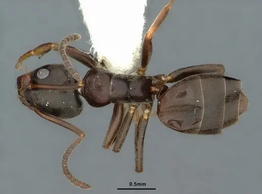 Tapinoma erraticum - CASENT0886047