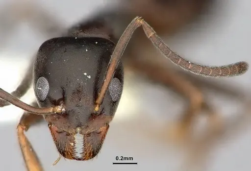 Tapinoma erraticum - CASENT0886047