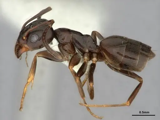 Tapinoma erraticum - CASENT0886047