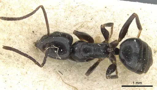 Tapinoma erraticum - CASENT0903076