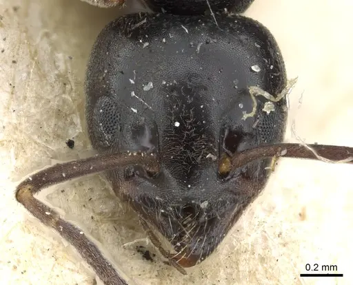 Tapinoma erraticum - CASENT0903076