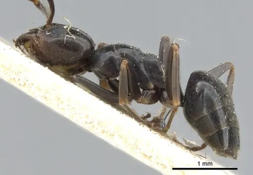 Tapinoma erraticum - CASENT0903076