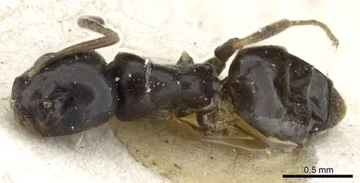 Tapinoma erraticum - CASENT0904020